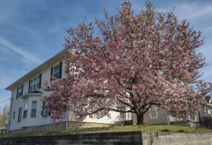 Blooming tree beside a Murphysburg house
